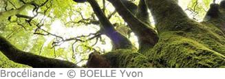 forêt de paimpont arbre boelle yvon